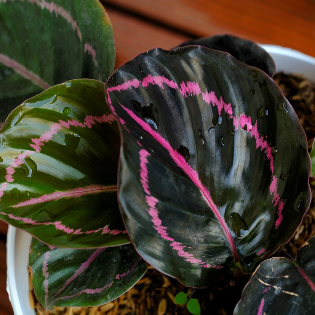 Calathea Dottie - Korbmaranten