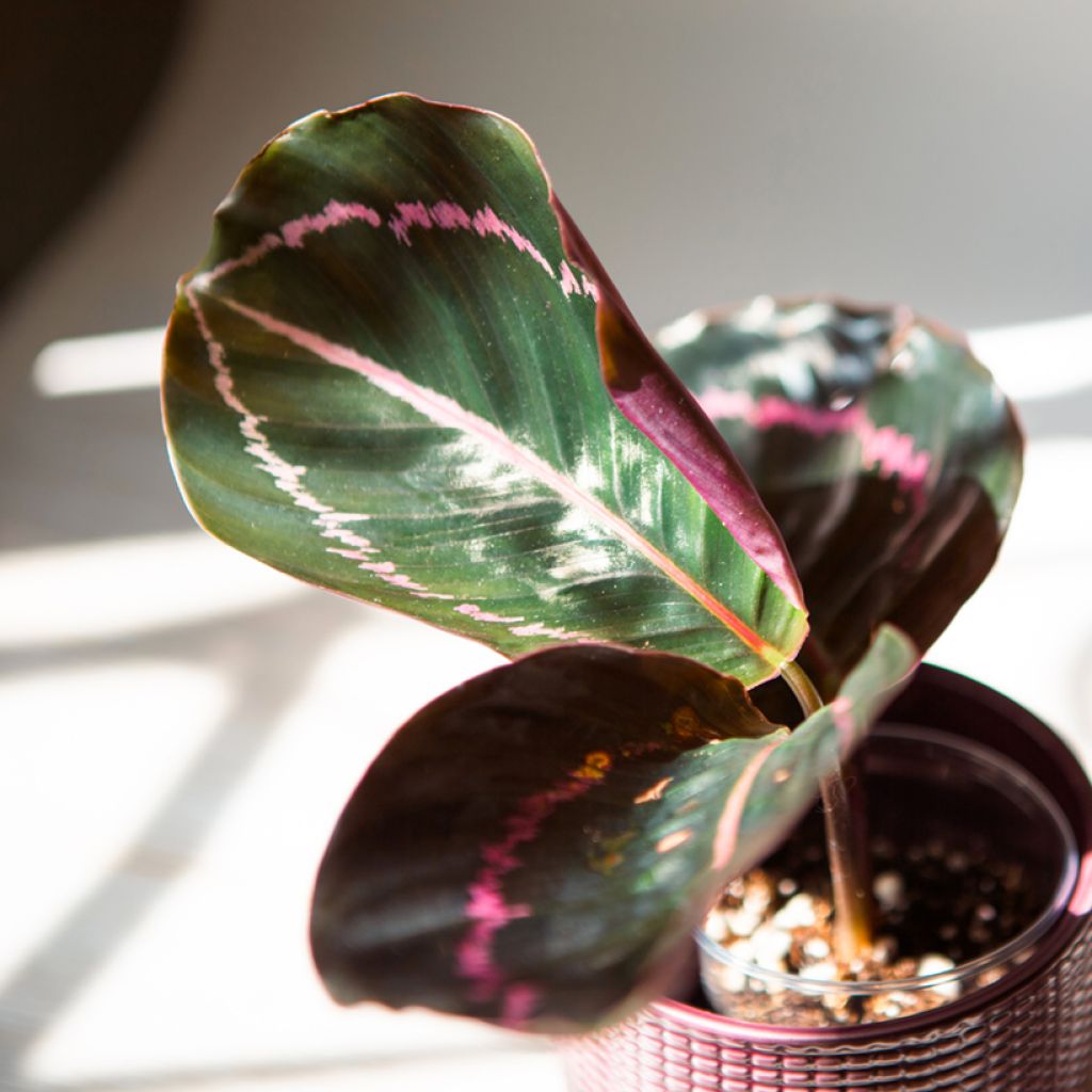 Calathea Dottie - Korbmaranten