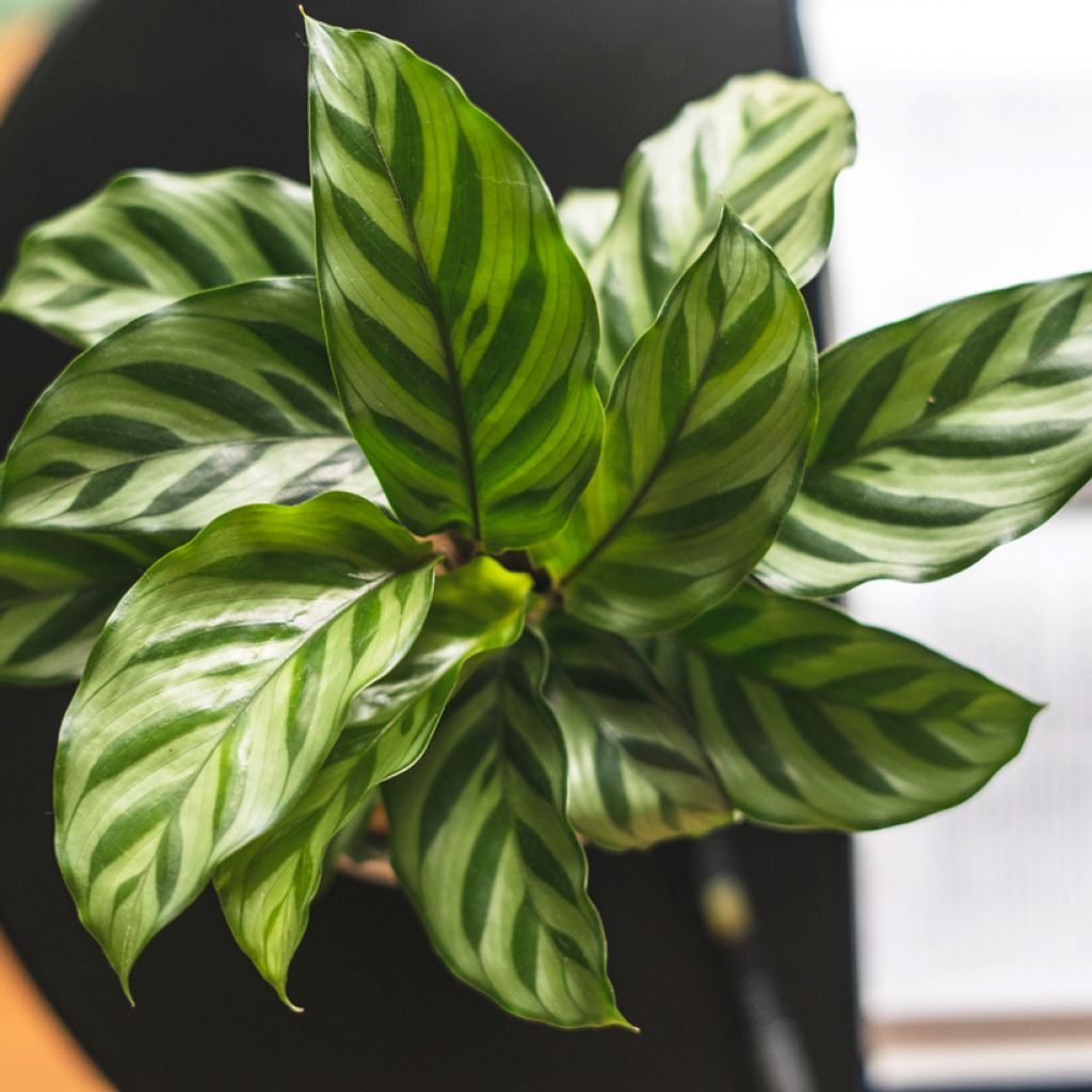 Calathea Freddie - Korbmaranten