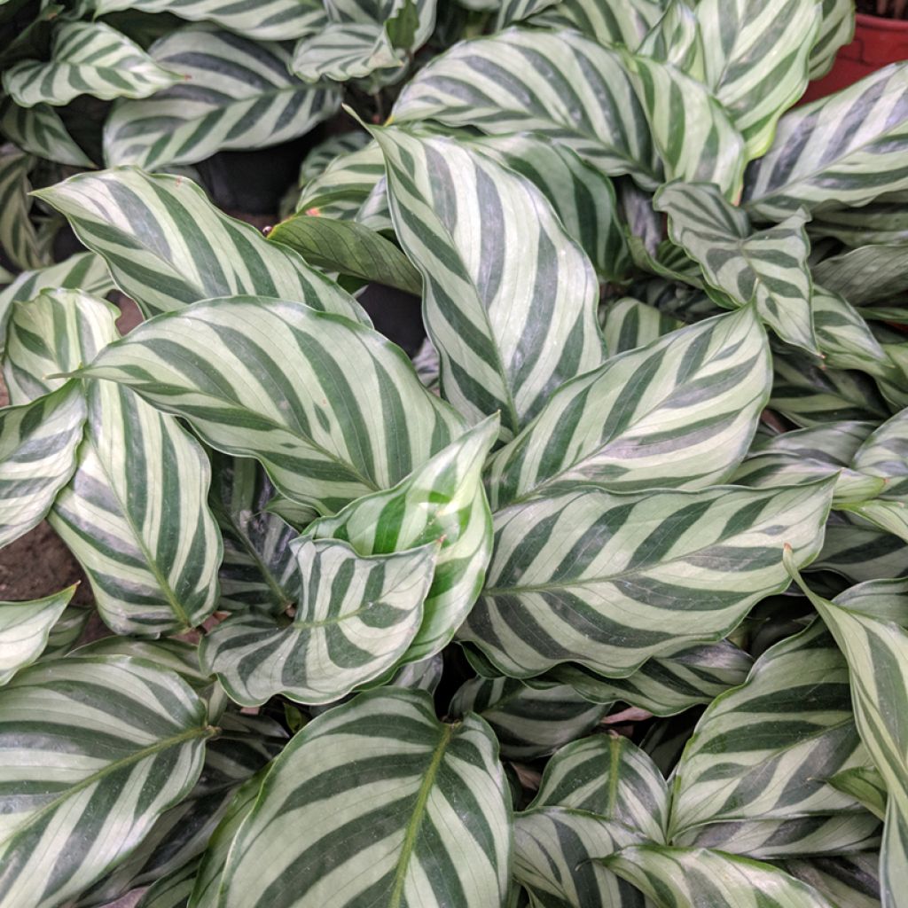 Calathea Freddie - Korbmaranten