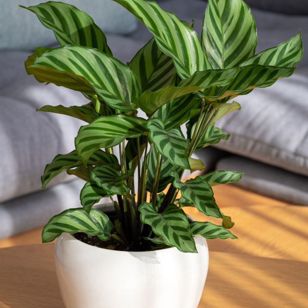 Calathea Freddie - Korbmaranten