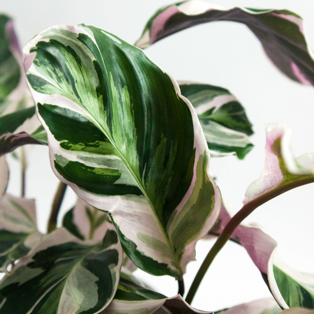 Calathea Fusion White - Korbmaranten