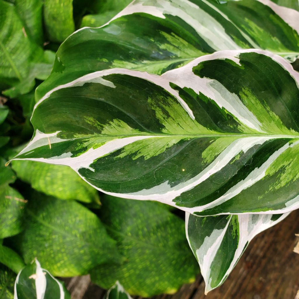 Calathea Fusion White - Korbmaranten