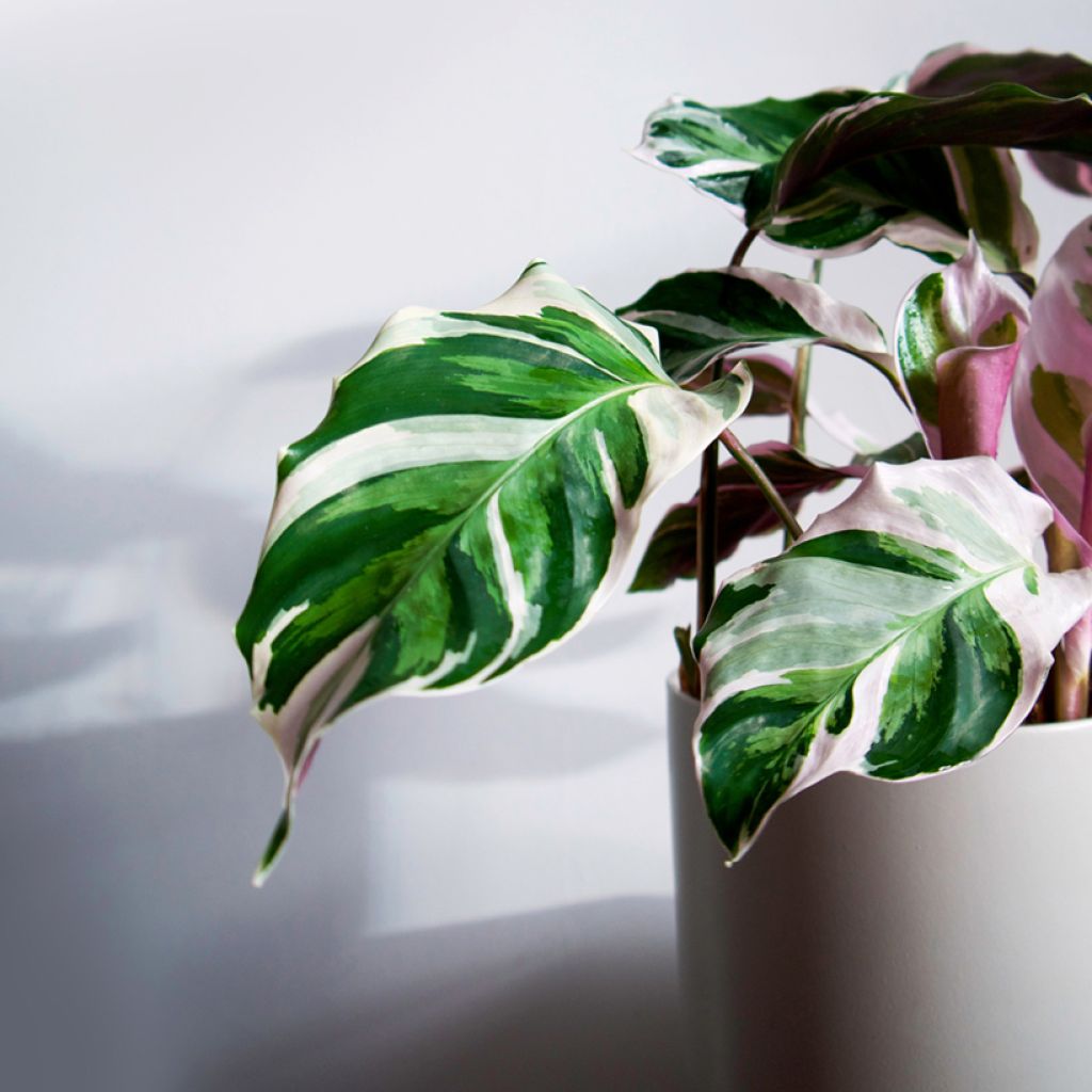 Calathea Fusion White - Korbmaranten