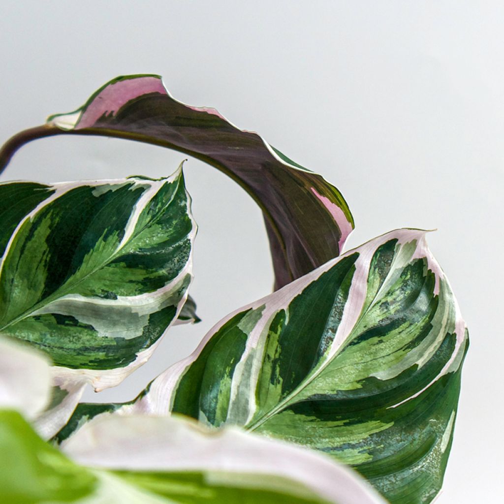 Calathea Fusion White - Korbmaranten