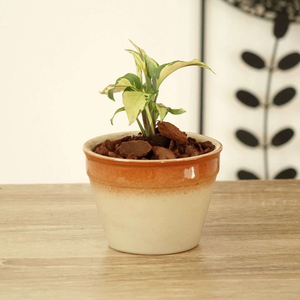 Calathea Yellow Fusion - Korbmaranten