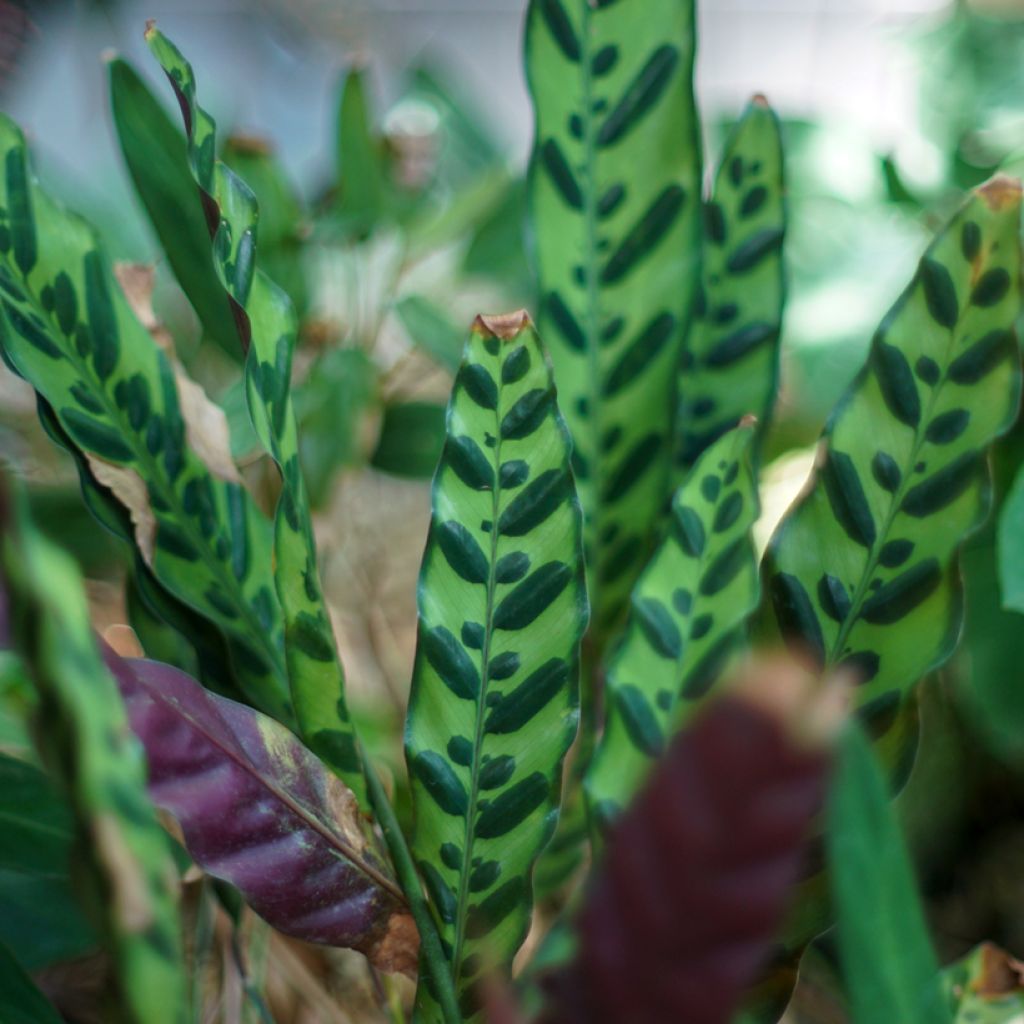 Calathea insignis - Korbmaranten