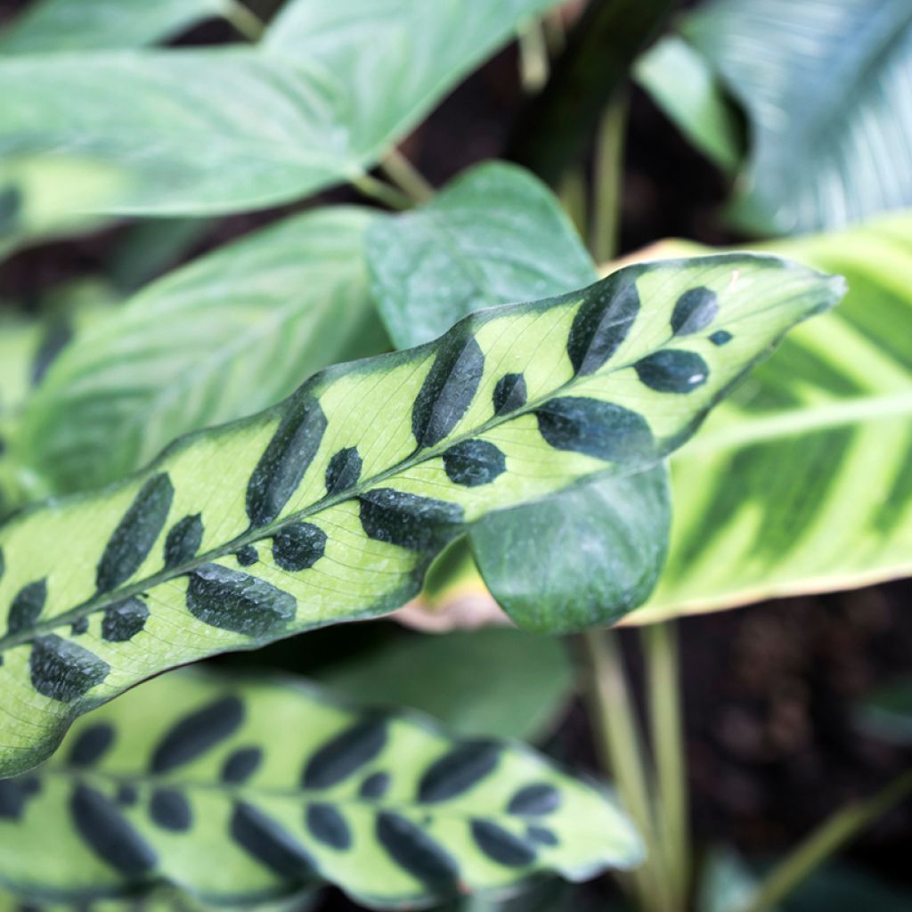 Calathea insignis - Korbmaranten
