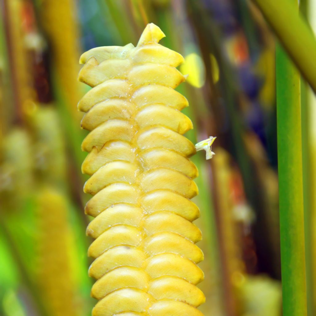 Calathea insignis - Korbmaranten