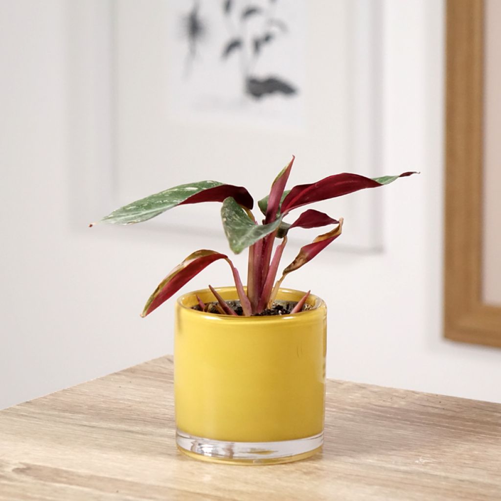 Calathea Magic Star - Korbmaranten