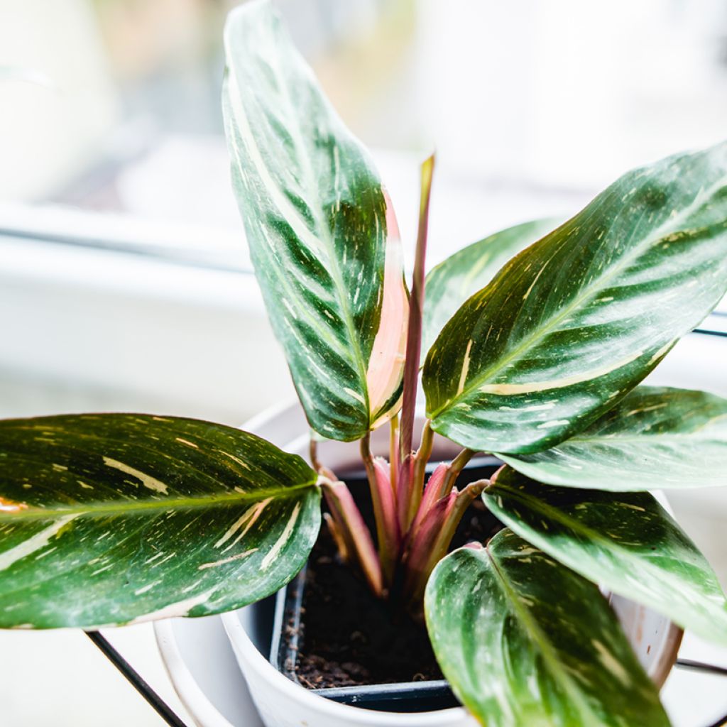 Calathea Magic Star - Korbmaranten