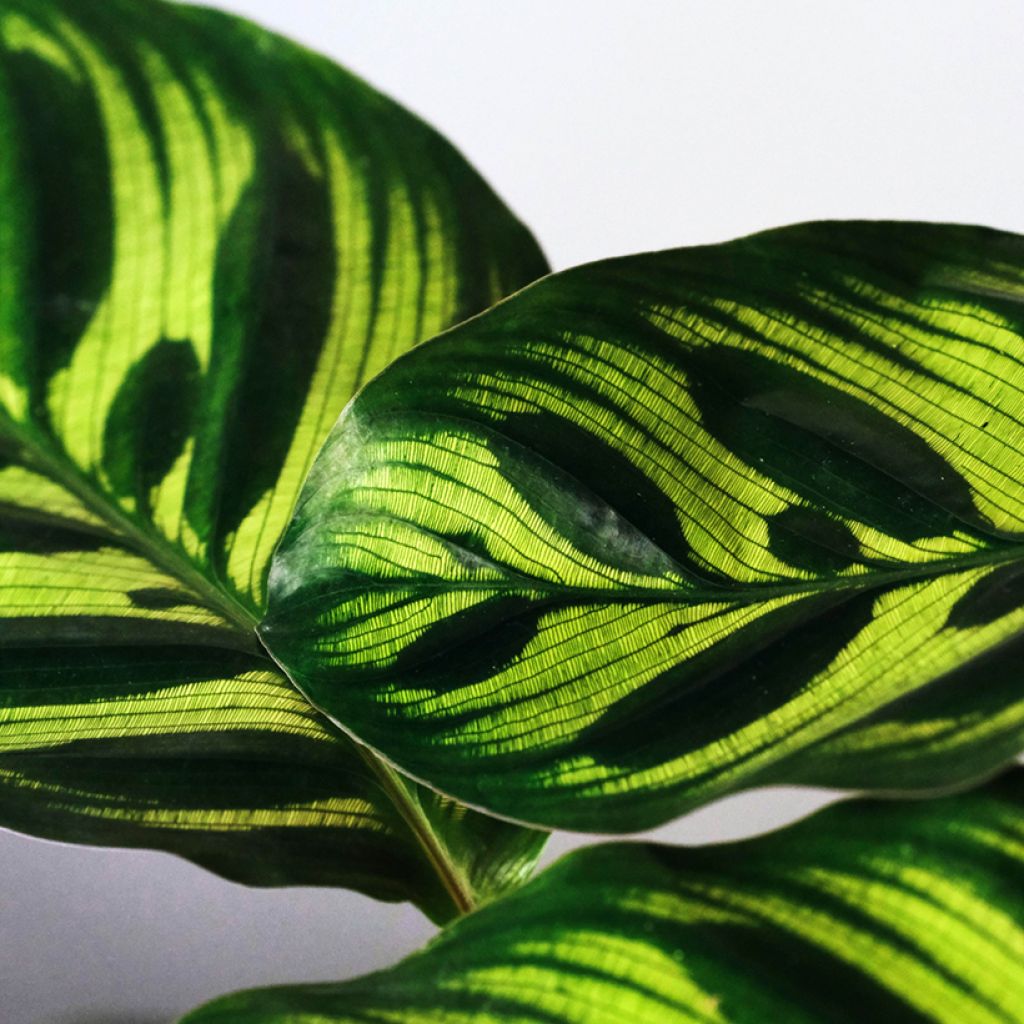 Calathea makoyana - Korbmaranten