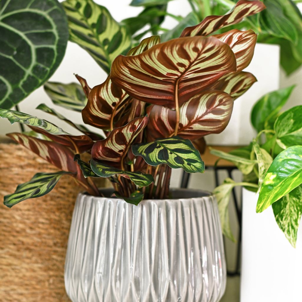 Calathea makoyana - Korbmaranten