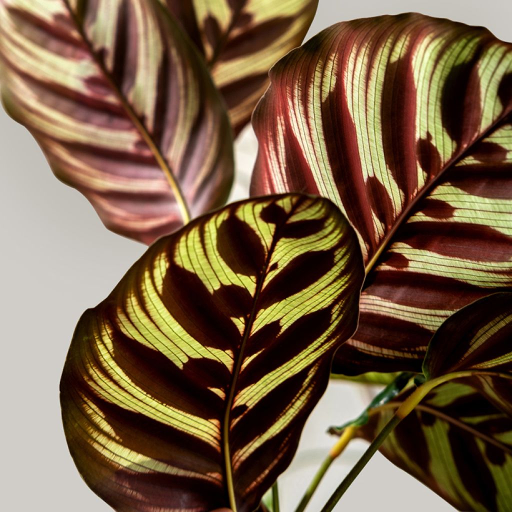 Calathea makoyana - Korbmaranten