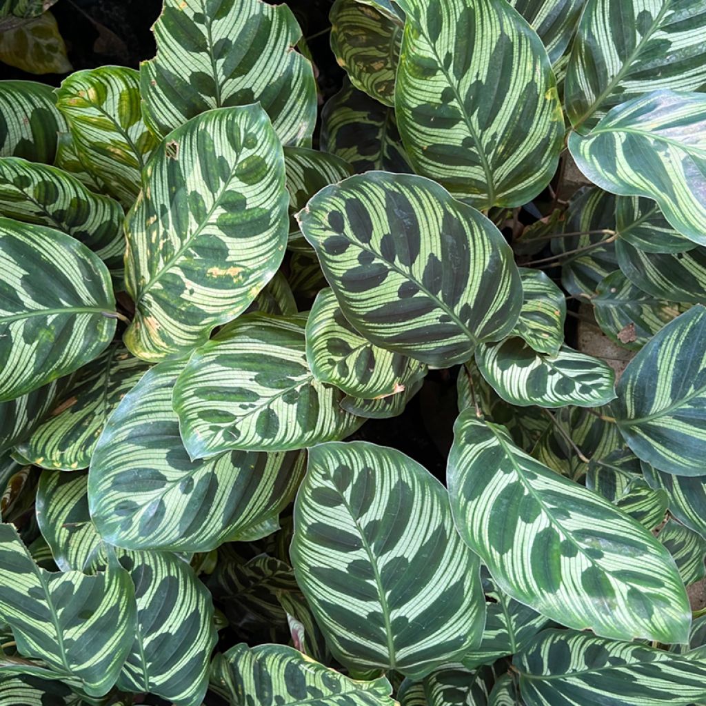 Calathea makoyana - Korbmaranten