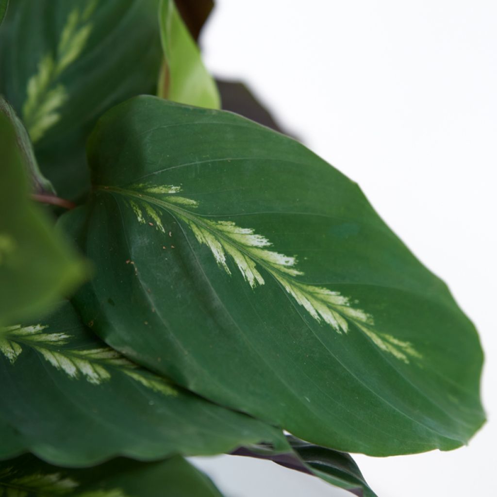 Calathea Maui Queen - Korbmaranten