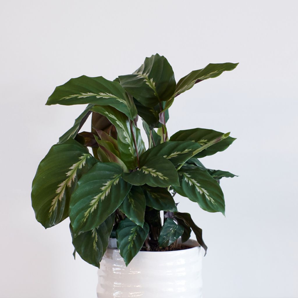 Calathea Maui Queen - Korbmaranten