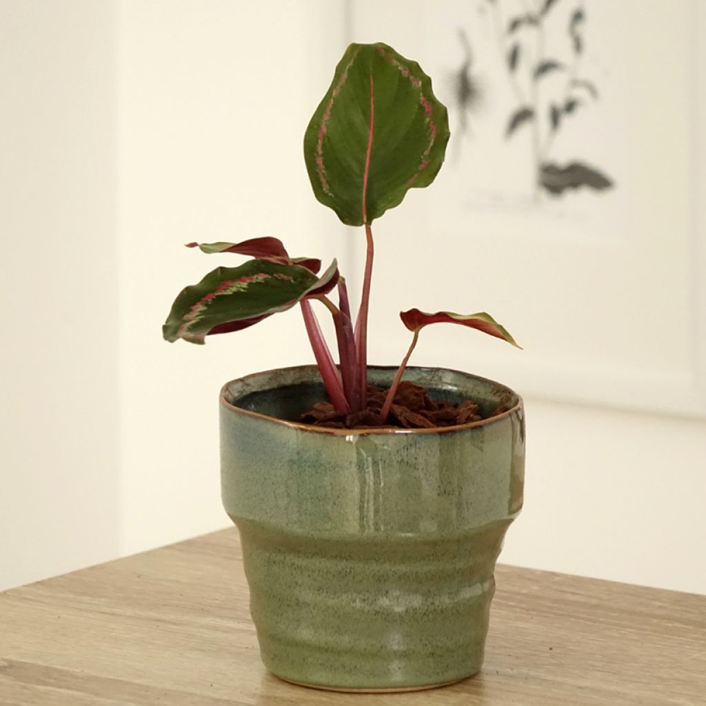 Calathea Medaillon - Korbmaranten
