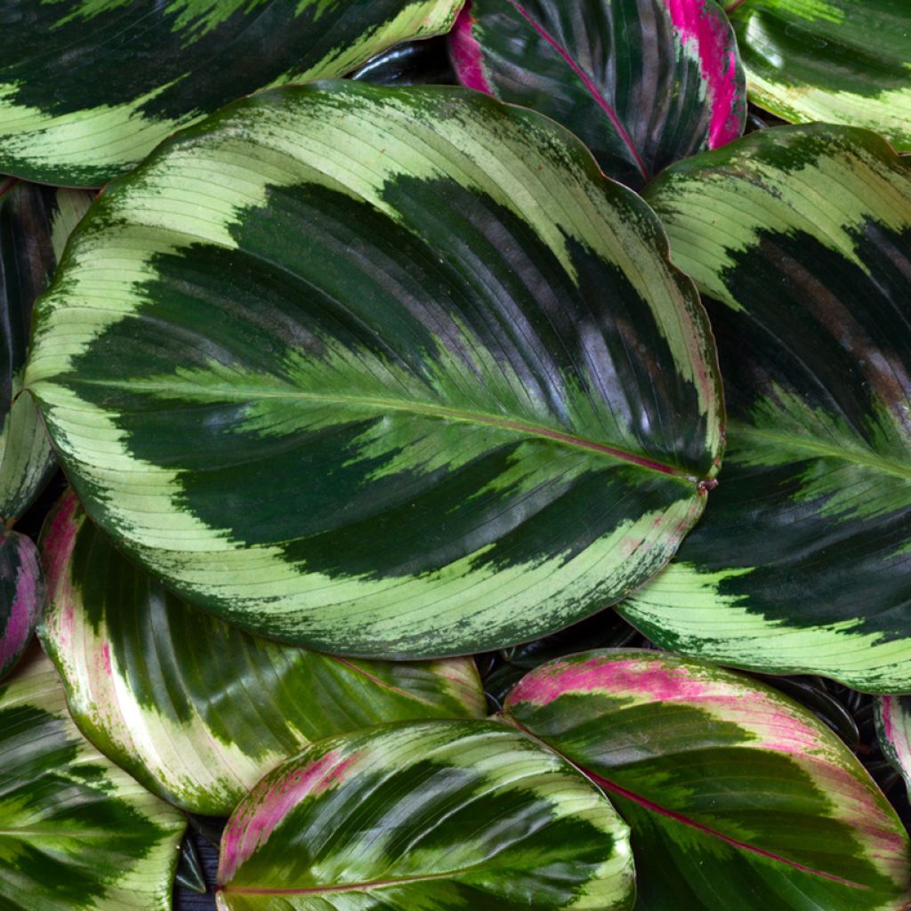 Calathea Medaillon - Korbmaranten