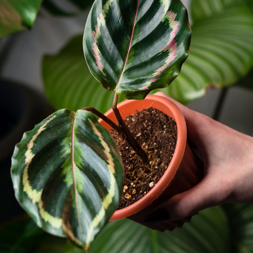 Calathea Medaillon - Korbmaranten