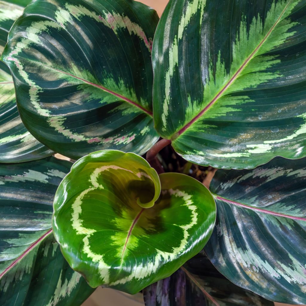 Calathea Medaillon - Korbmaranten