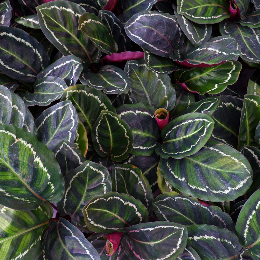 Calathea Medaillon - Korbmaranten
