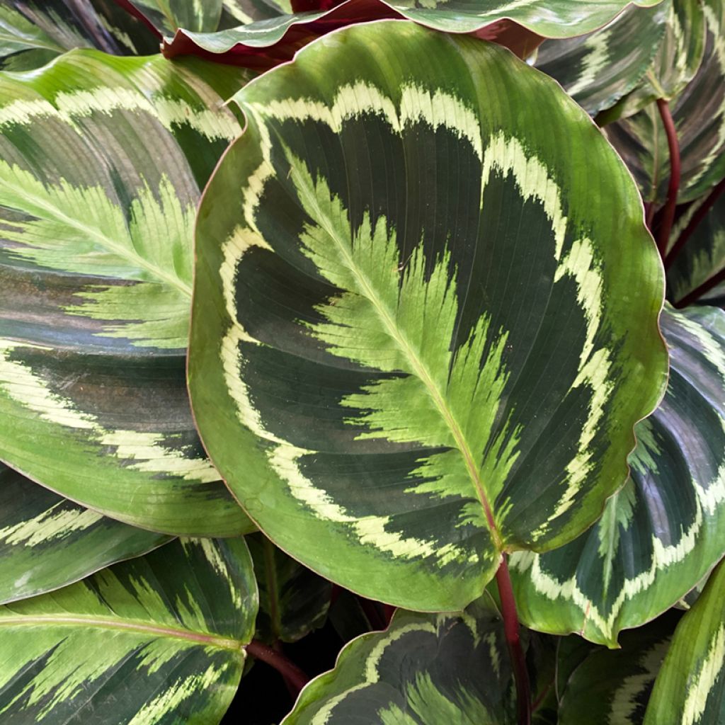 Calathea Medaillon - Korbmaranten