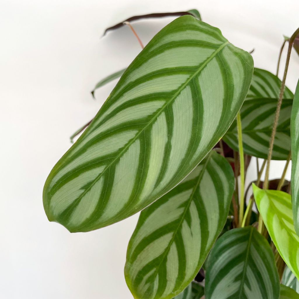 Ctenanthe oppenheimiana