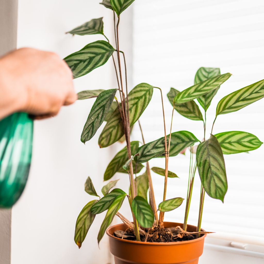 Ctenanthe oppenheimiana