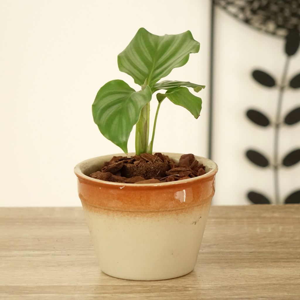 Calathea orbifolia - Korbmaranten