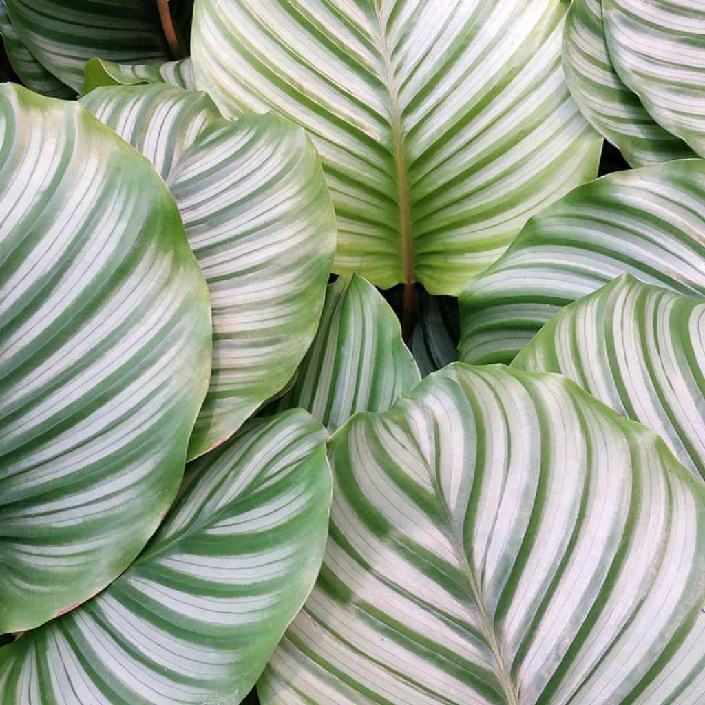 Calathea orbifolia - Korbmaranten