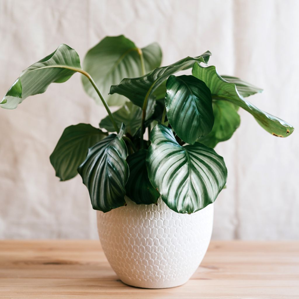 Calathea orbifolia - Korbmaranten