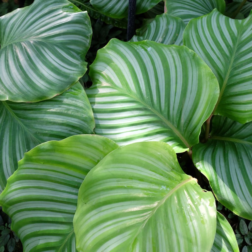Calathea orbifolia - Korbmaranten