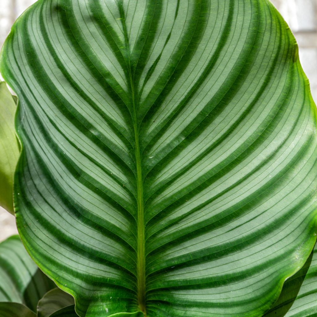Calathea orbifolia - Korbmaranten
