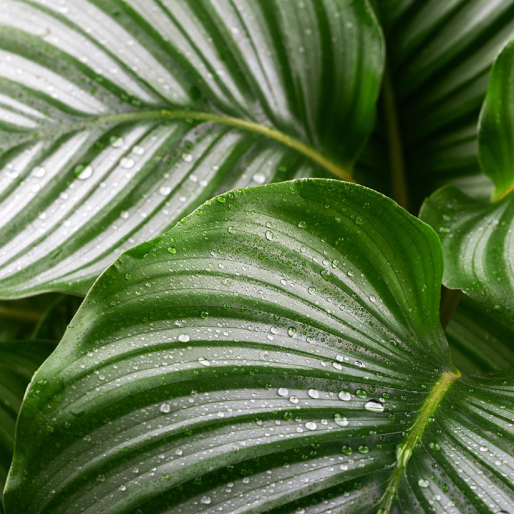 Calathea orbifolia - Korbmaranten