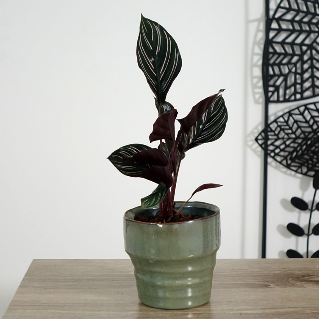 Calathea ornata - Korbmaranten