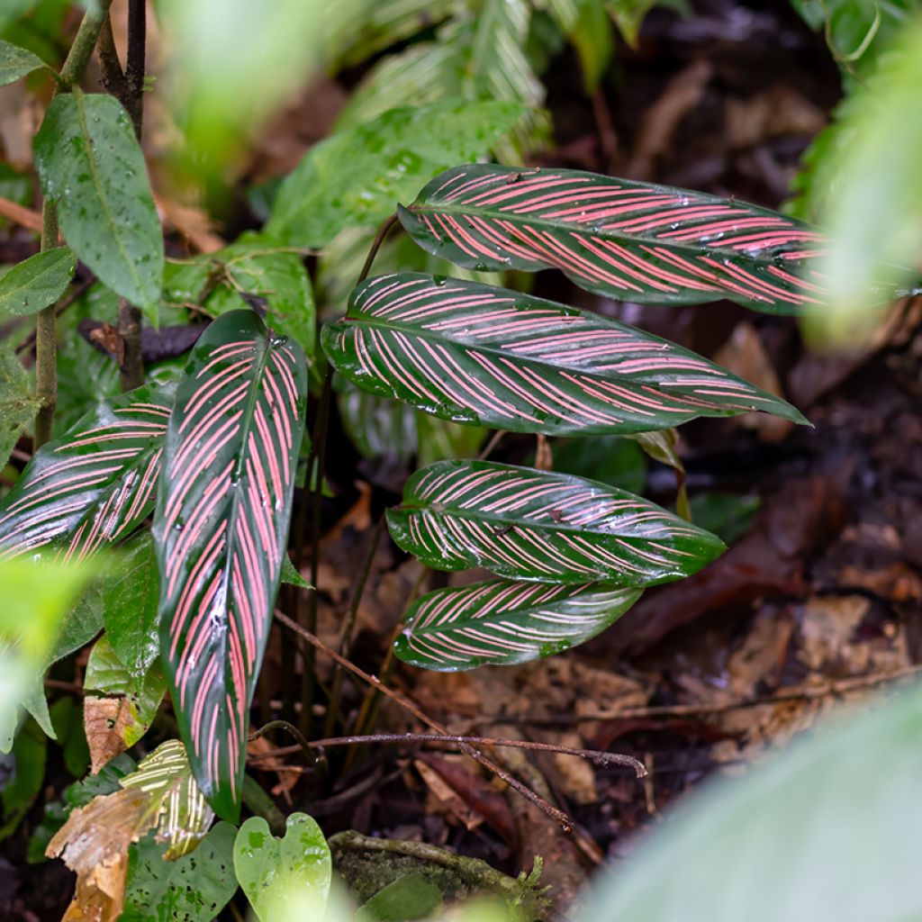 Calathea ornata - Korbmaranten