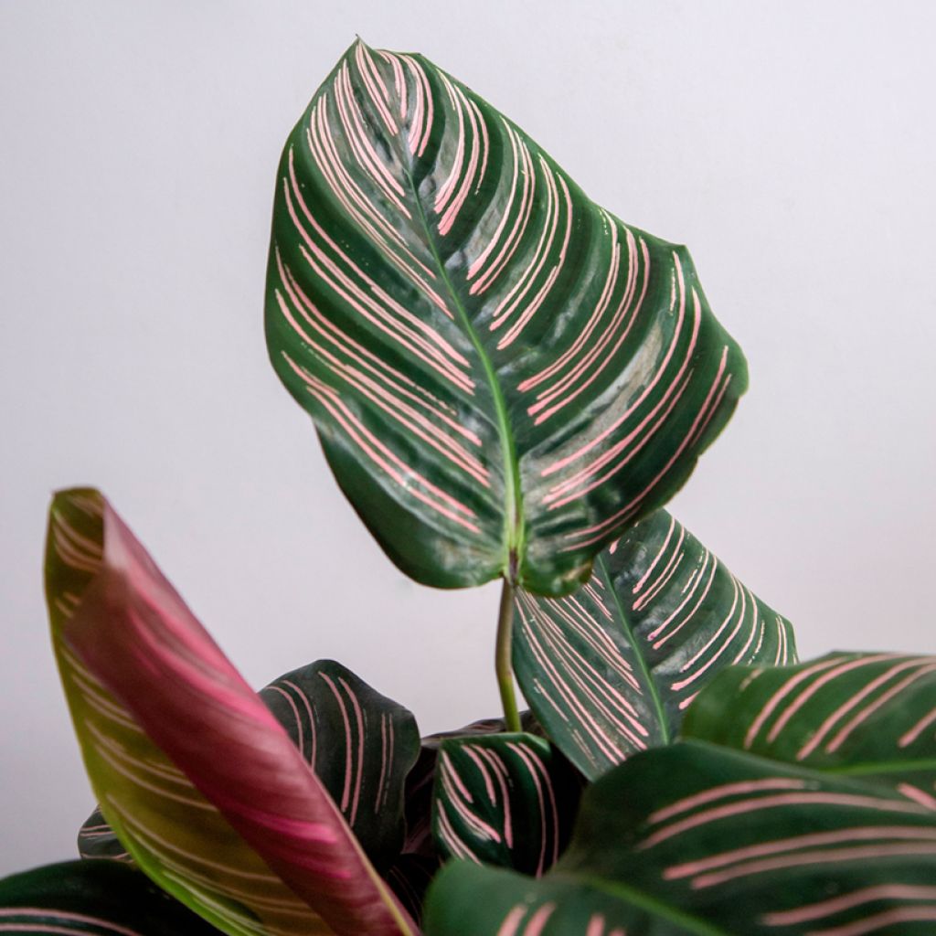 Calathea ornata - Korbmaranten