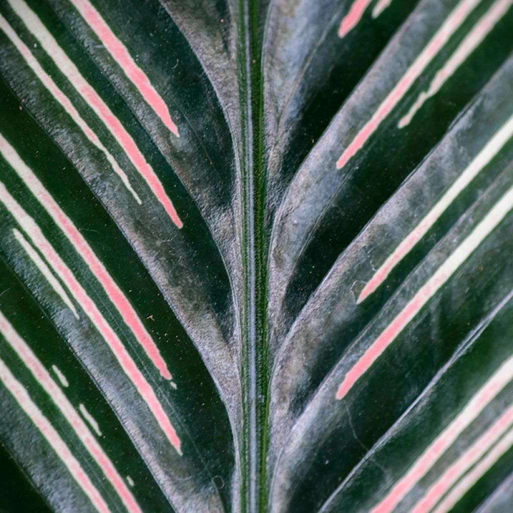 Calathea ornata - Korbmaranten