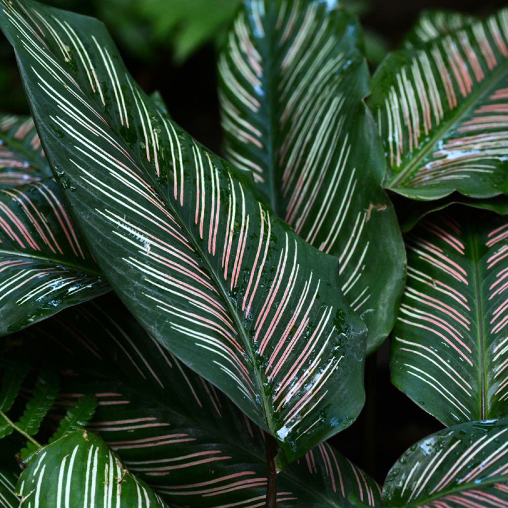 Calathea ornata - Korbmaranten