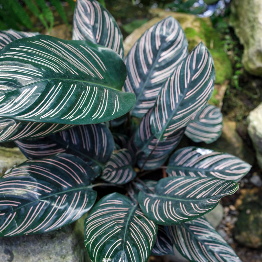 Calathea ornata - Korbmaranten