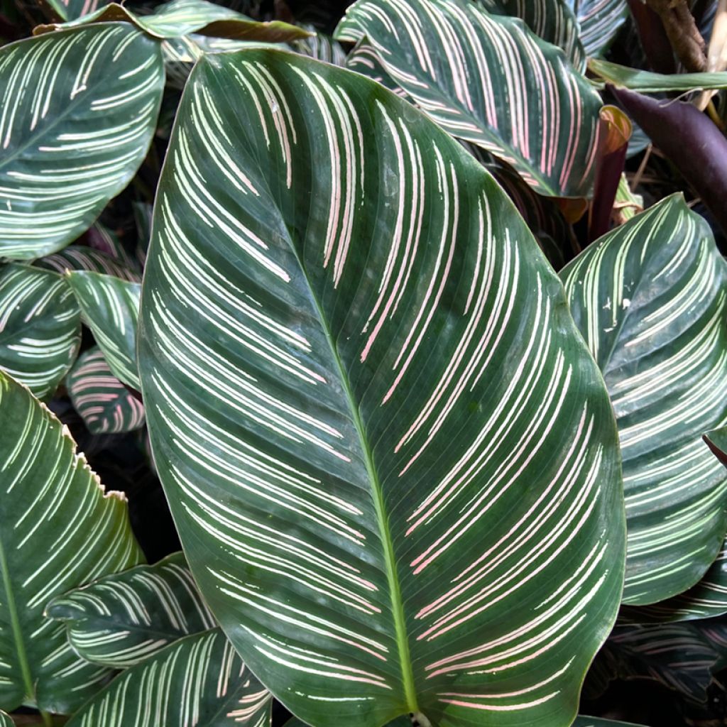 Calathea ornata - Korbmaranten