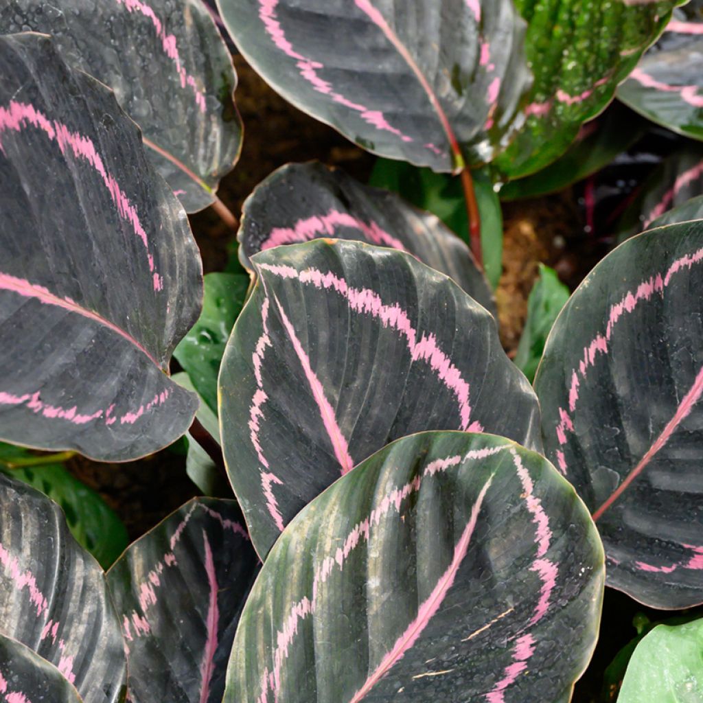 Calathea roseopicta - Korbmaranten
