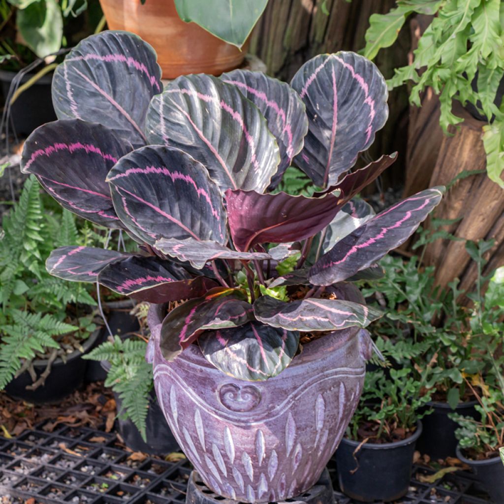 Calathea roseopicta - Korbmaranten