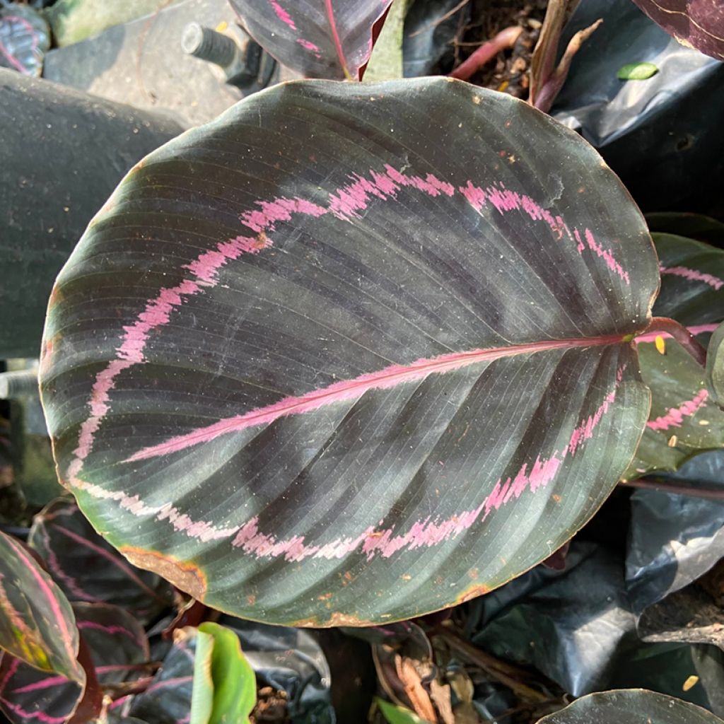 Calathea roseopicta - Korbmaranten
