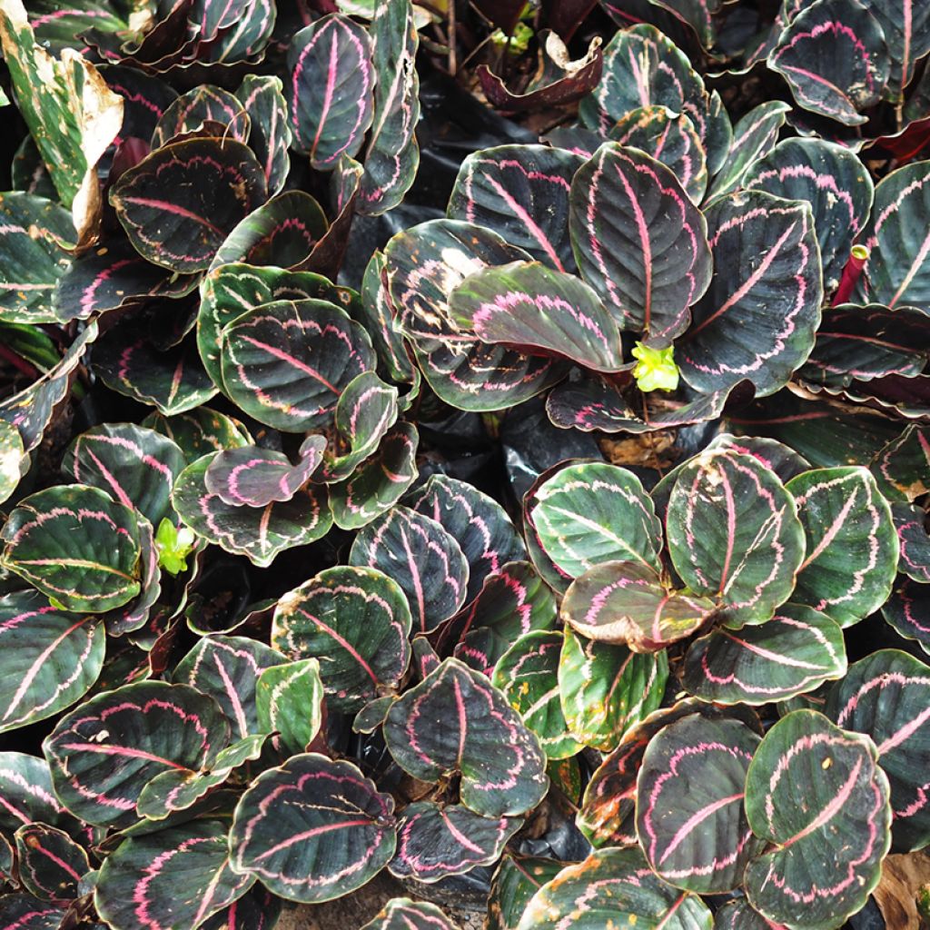 Calathea roseopicta - Korbmaranten