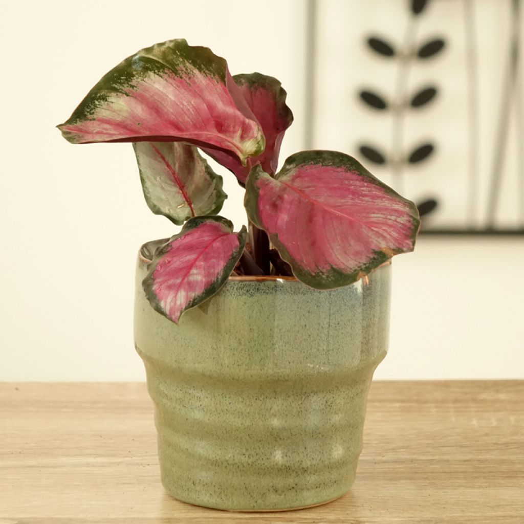 Calathea roseopicta Rosy - Korbmaranten