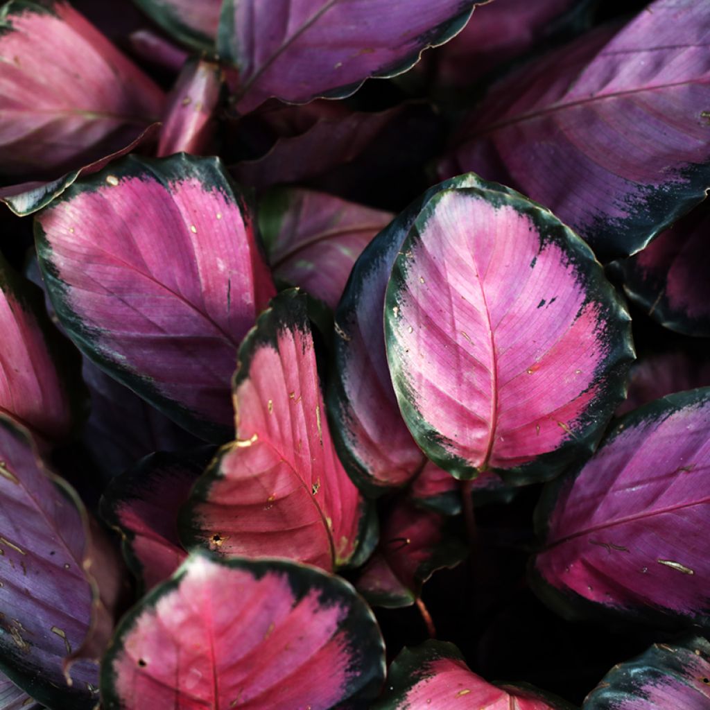 Calathea roseopicta Rosy - Korbmaranten