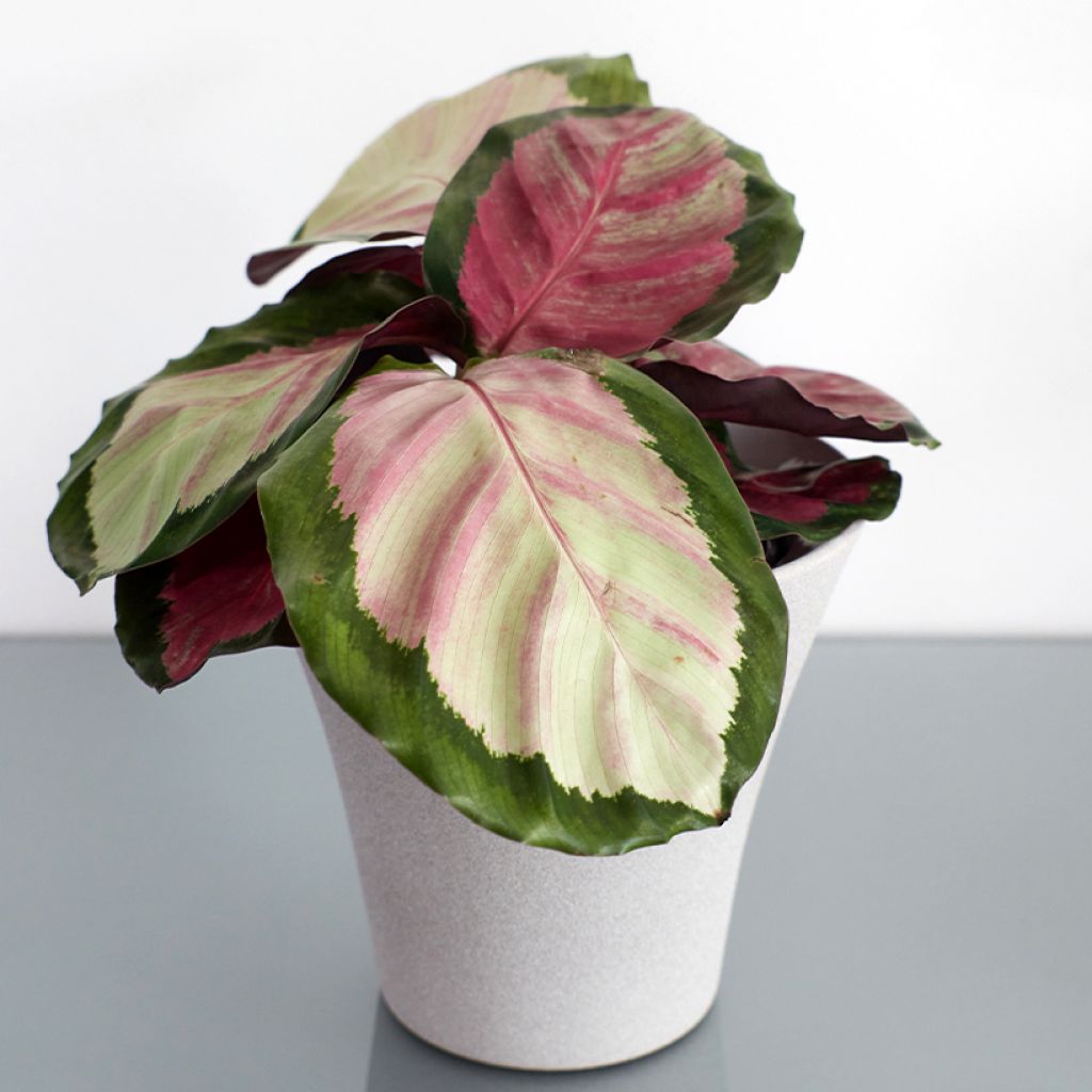 Calathea roseopicta Rosy - Korbmaranten