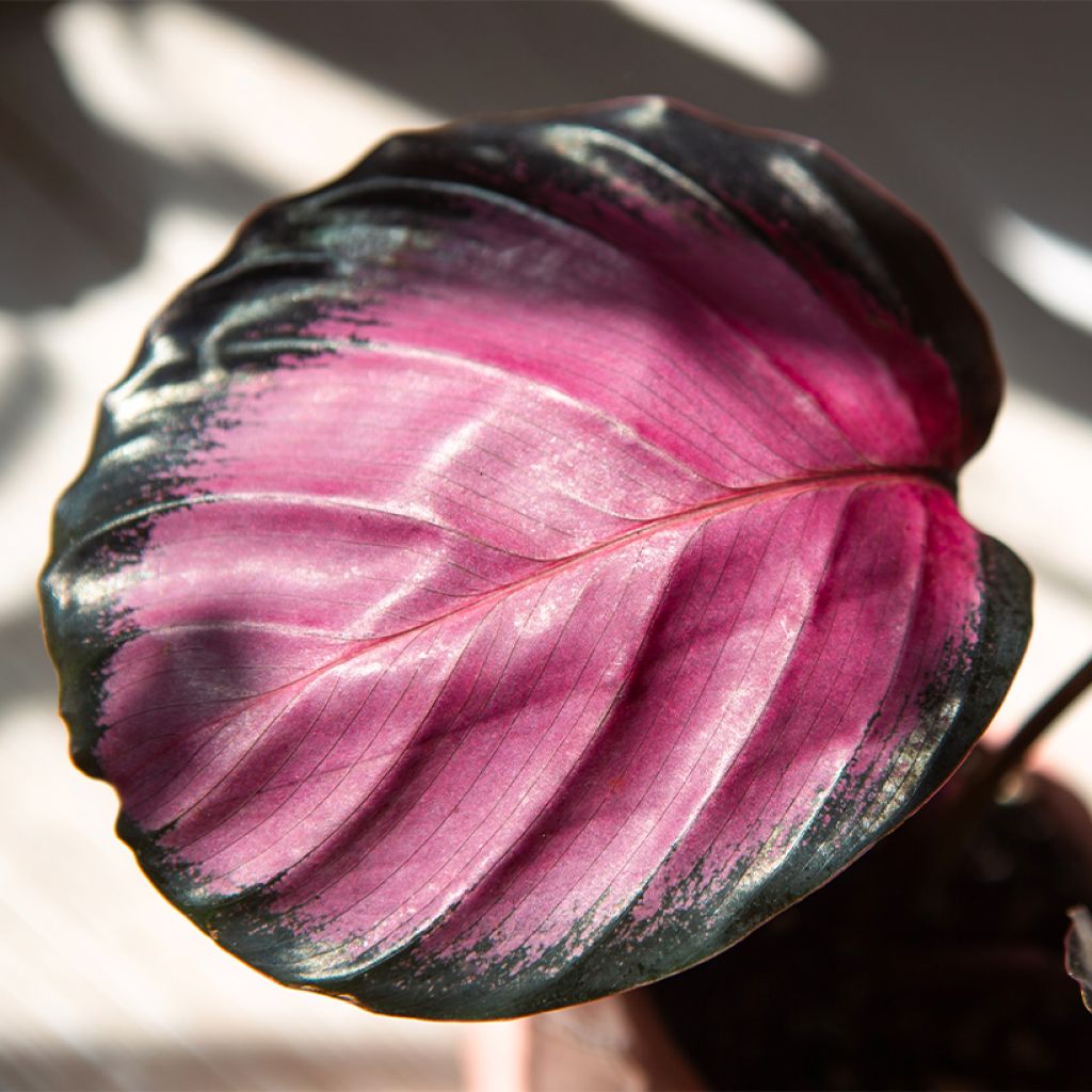 Calathea roseopicta Rosy - Korbmaranten